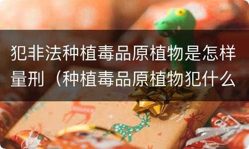 犯非法种植毒品原植物是怎样量刑（种植毒品原植物犯什么罪）