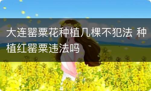 大连罂粟花种植几棵不犯法 种植红罂粟违法吗