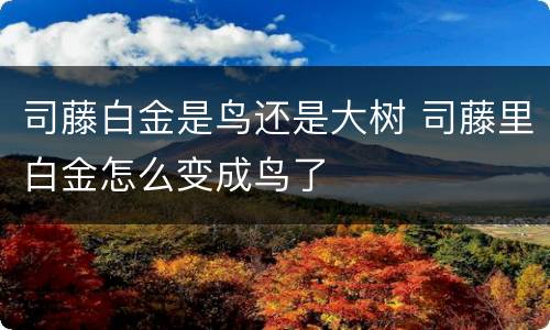 司藤白金是鸟还是大树 司藤里白金怎么变成鸟了