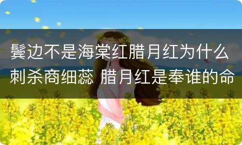 鬓边不是海棠红腊月红为什么刺杀商细蕊 腊月红是奉谁的命令