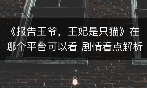 《报告王爷，王妃是只猫》在哪个平台可以看 剧情看点解析